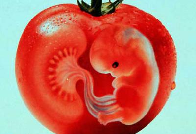 Ürküten GDO araştırması