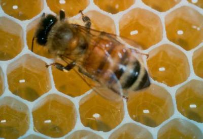 Balın bir sırrı daha çözüldü