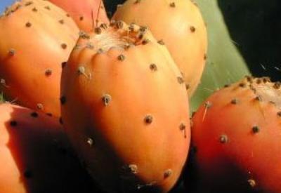 Dikenli İncir tam bir C vitamini deposu