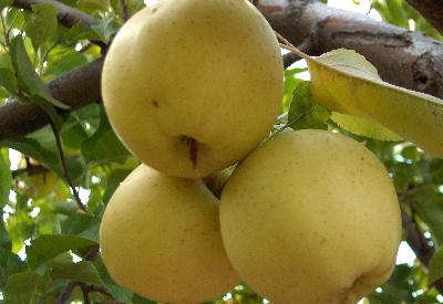 Herkes Mersin'e Türkiye tersine