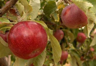 Meyvelerin kabuğunda binlerce hikmet var