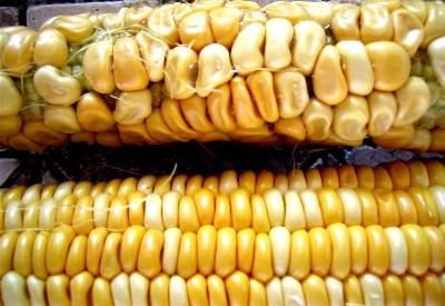 Ziraat Odası: 'GDO'lu küspeler 4 yıldır Türkiye'de'