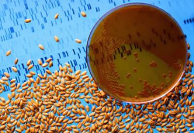 'Tohum savaşları' son hızla devam ediyor ama...