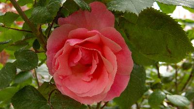 Güne gül koklayarak başla rahatla