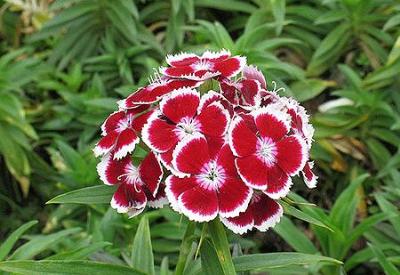 Bitkilerin de kendilerine özgü cinsel yaşamlarının olduğu belirlendi