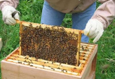 Antibiyotiğin yerini 'bal' alabilir