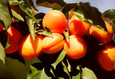 Kış yaz kayısı yiyin