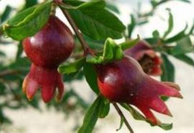 Sofradan eksik edilmemesi önerilen bitkiler