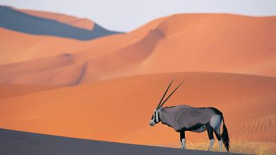 1 ton eşek ve at etini yakalan