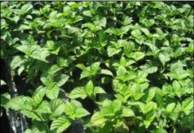 İnsanlara güzel böceklere kötü kokan koruyucu: Tefarik