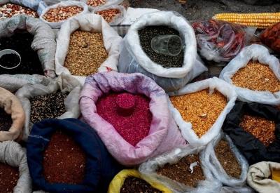 Tohumlar tehlike altında