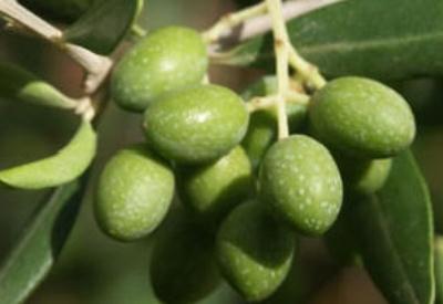 Zeytinin herşeyi şifa