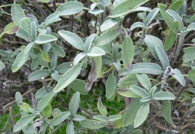 Diş ağrısı ve iltihabının etkili ilacı