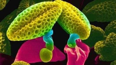 Alerji hakkında merak edilenler