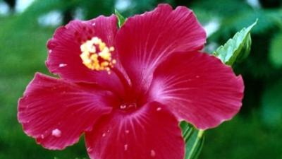 Tıbb'ün Nebevi'nin A maddesindeki yararlı bitki ve gıdalar