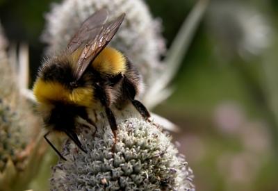 Milyonlarca arı öldü, nedeni GDO'mu?