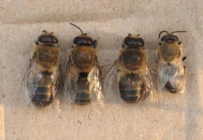 GDO'lu tohumlar toplu arı ölümlerine neden oldu