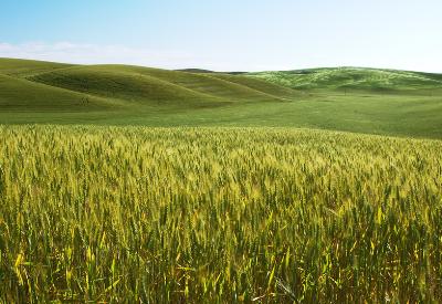 Mehdi bey, haberin ola deccal yine geliyor