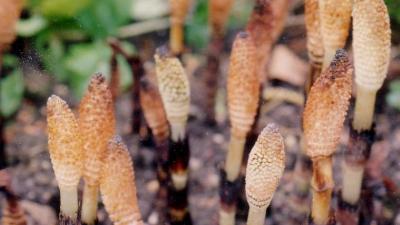 Tıbb'ün Nebevi'nin B maddesindeki yararlı bitki ve gıdalar