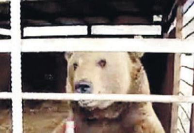Bu içecek ayının ölümüne neden oldu. Peki insanları da öldürür mü?