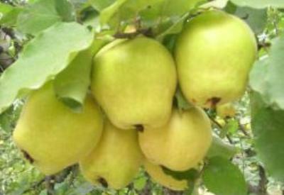 Ayvayı yememek için Ayva'yı yemek lazım!