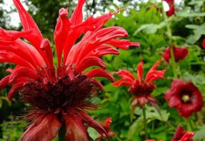 Uykusuzluk çekenlere Bergamut