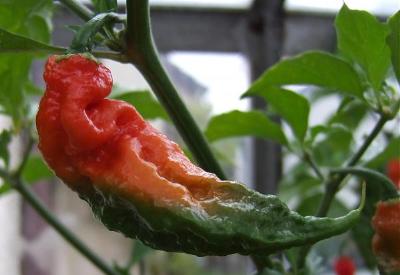 Prostat sorunu çekenlere: 'Kırmızı Biber'