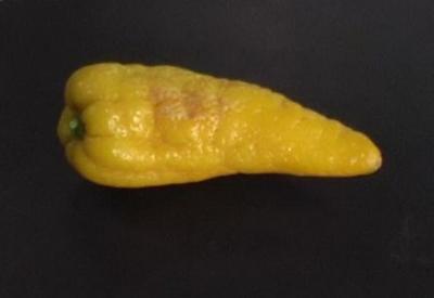 Biberleştirilen limon, tarımda yaklaşan felatin habercisi