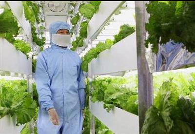 Yeni felaket: Bitki fabrikaları