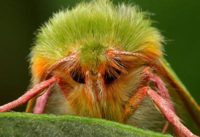 İşte ürünlerinde böcek kullanan markalar ve ürünler