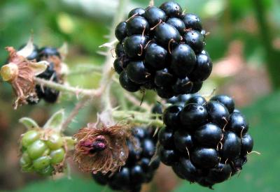 Böğürtlen, kansere karşı en etkili meyve