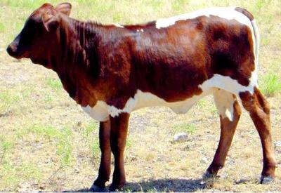 Ette 'damızlık' oyunu