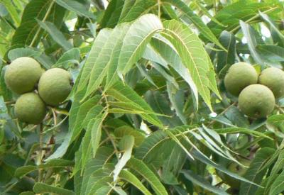 Yorgunluk, troid, ağız kokusu gibi sorunlarınızı cevizle çözün