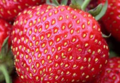 Aman çilek tüketin. Çünkü...