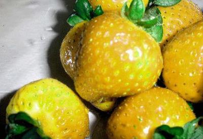 Ananas renk ve tadında GDO'lu çilekler piyasada