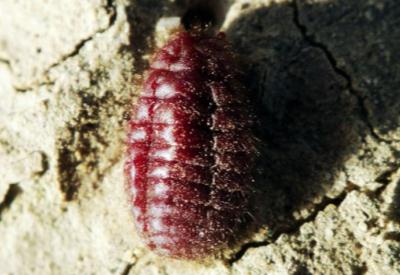 Starbucks da kırmızı 'bit'çiymiş...