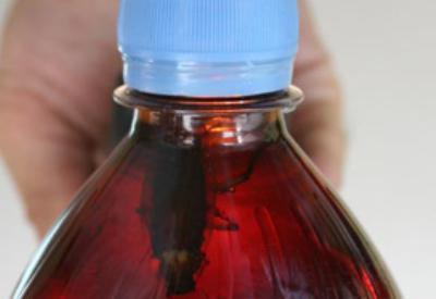 Gıdalar böcek deposu: İşlenmiş gıdayla yılda 500 gr böcek yiyoruz