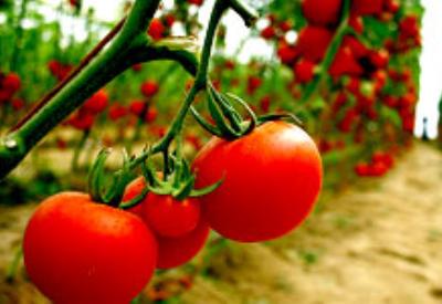 Domatesi solduran virüs keşfedildi!