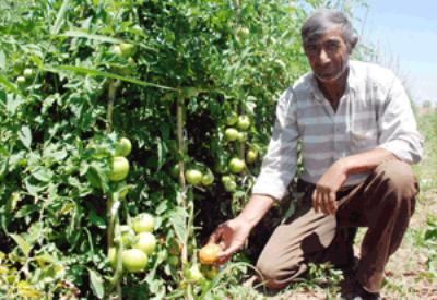 Çumra çiftçisi yerli domates tohumuna geçiyor
