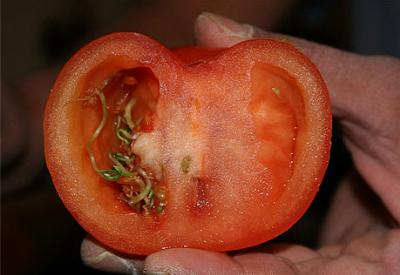 Genetiği değiştilen domatesin içinde domates fidesi yetişiyor