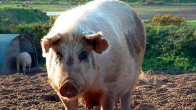 Ruhsatsız Domuz çiğliğinde tonlarca et yakalandı