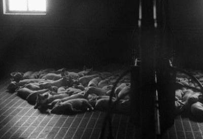 Türkiye'de kaç domuz çiftliği var?