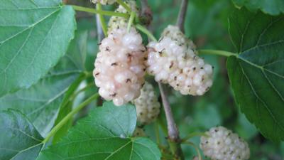 Bülbül gibi olmak için 'dut' yemeli