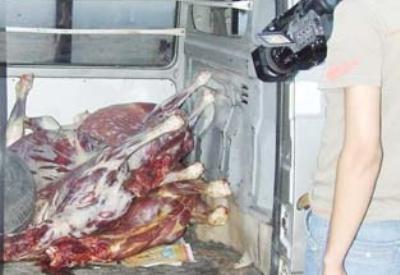 Adana'da 'eşek eti' operasyonu