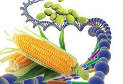 Tarım Bakanlığı GDO'yu tümüyle serbest bıraktı