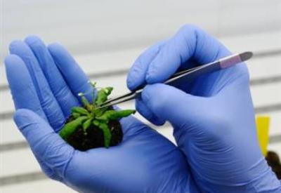 Can mı, GDO’lu patlıcan mı?