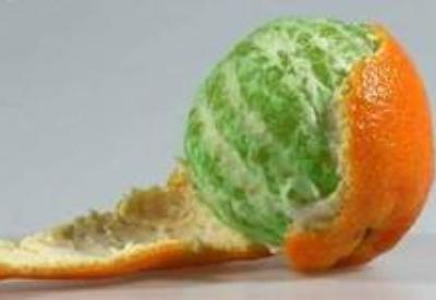 Türkiye'de GDO'lu ürünler yasak ama girişi serbest