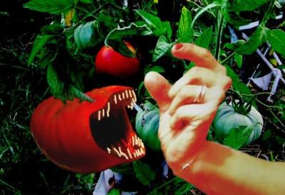 GDO'lu domatesler Metro Market raflarında