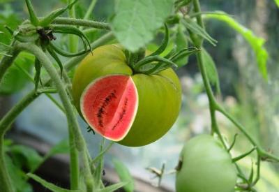 Hükümet şimdi de GDO yasası çıkarıyor