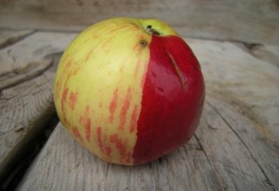 Avrupa'da yasaklanan gıdalar Türkiye'ye girebilir mi?